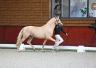 Ponyhengsten